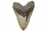 Massive, Fossil Megalodon Tooth - North Carolina #208008-1